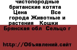 чистопородные британские котята › Цена ­ 10 000 - Все города Животные и растения » Кошки   . Брянская обл.,Сельцо г.